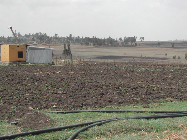 Agricoltura ed Allevamento