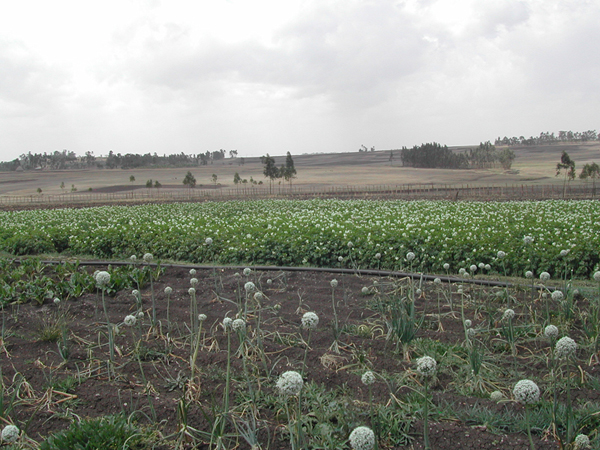 Agricoltura ed Allevamento