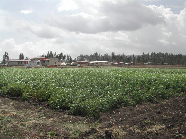 Agricoltura ed Allevamento