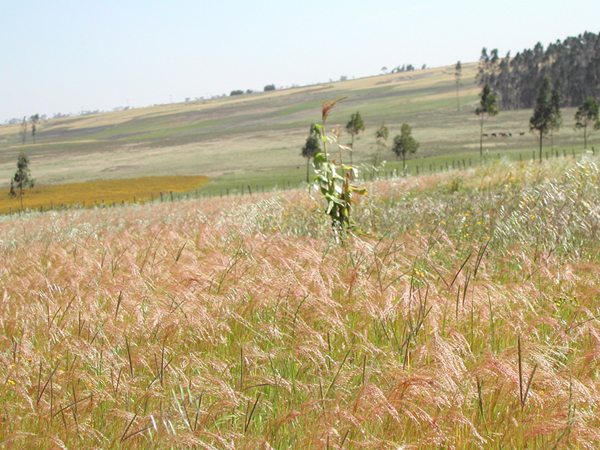 Agricoltura ed Allevamento