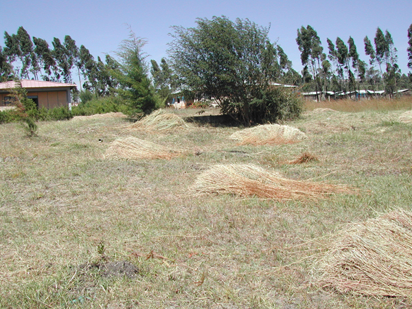 Agricoltura ed Allevamento