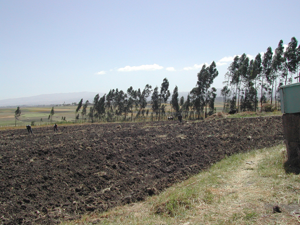 Agricoltura ed Allevamento