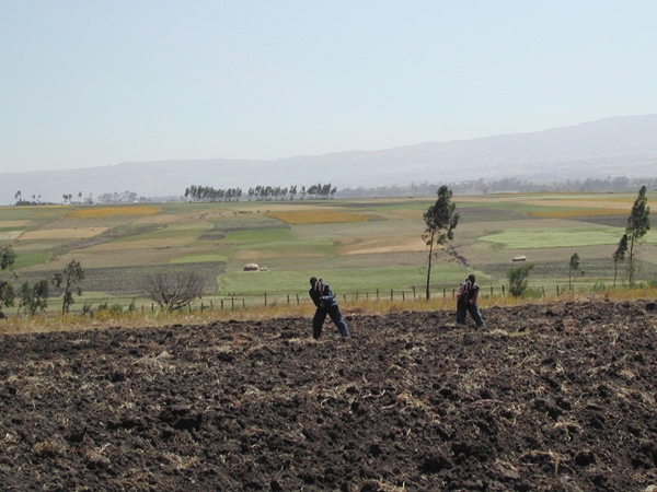 Agricoltura ed Allevamento