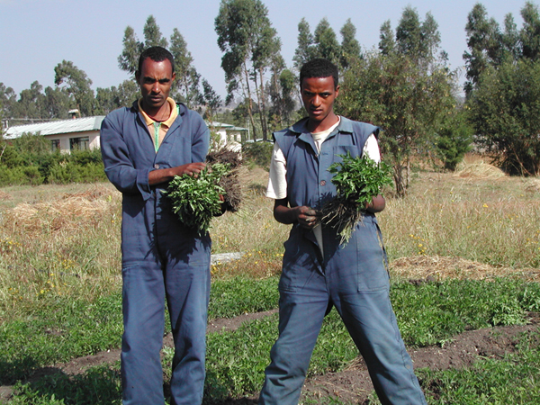 Agricoltura ed Allevamento