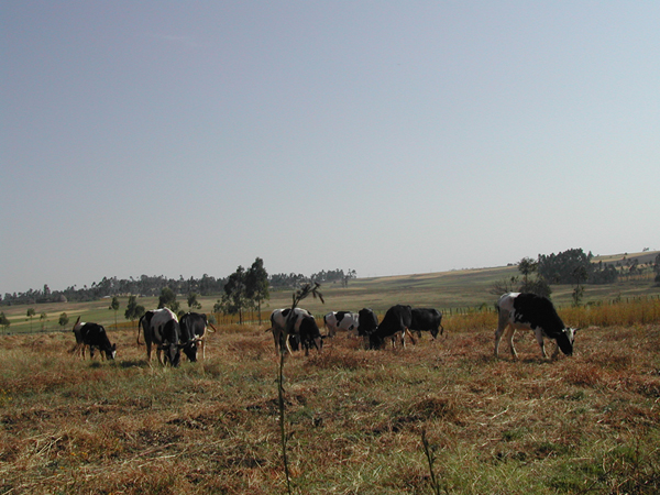 Agricoltura ed Allevamento