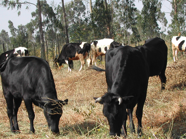 Agricoltura ed Allevamento