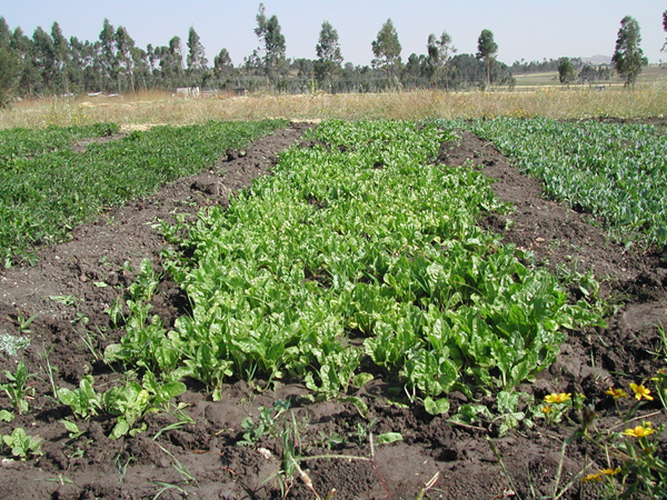 Agricoltura ed Allevamento