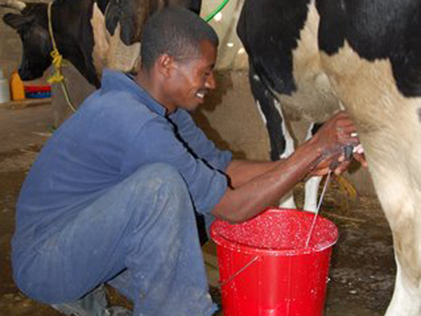 Agricoltura ed Allevamento